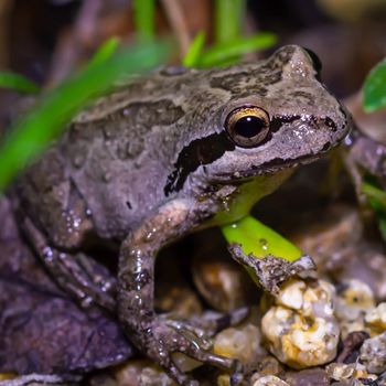 Adult Strecker’s Chorus Frog