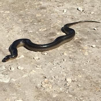 Adult Striped Crayfish Snake