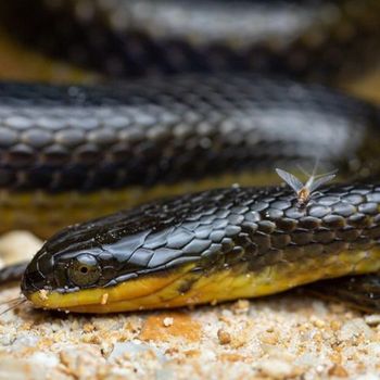 Adult Striped swamp snake