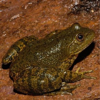 Adult Tarahumara Frog