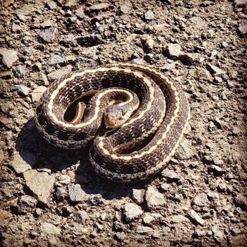 Adult Terrestrial Garter Snake