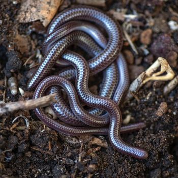 Adult Texas Blind Snake