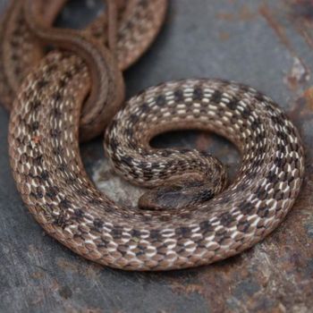 Adult Texas Brown Snake