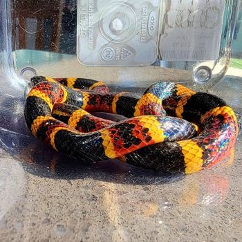 Fully Grown Texas Coral Snake