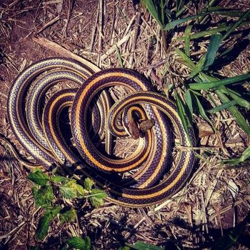 Adult Texas Garter Snake