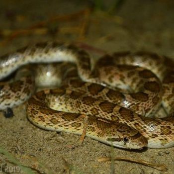 Adult Texas Glossy Snake