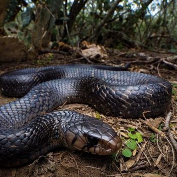 Adult Texas Indigo Snake