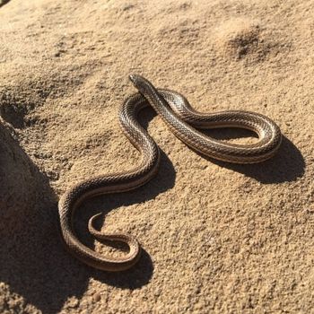 Adult Texas Lined Snake