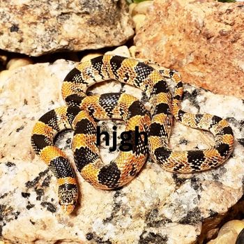 Adult Texas Longnose Snake