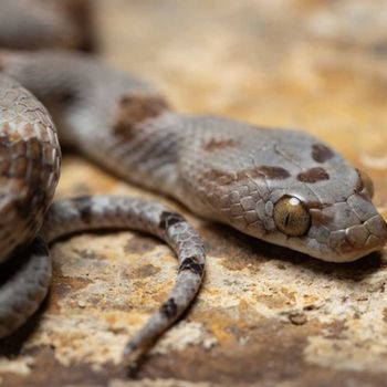 Adult Texas Lyre Snake