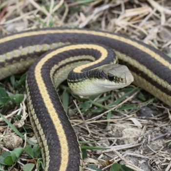 Adult Texas Patchnose Snake