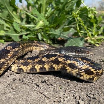 Adult Texas Rat Snake