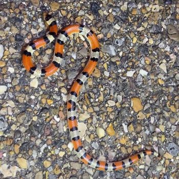 Adult Texas Scarlet Snake