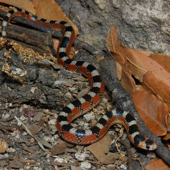 Adult Thornscrub Hook-Nosed Snake