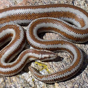 Adult Three-Lined Boa