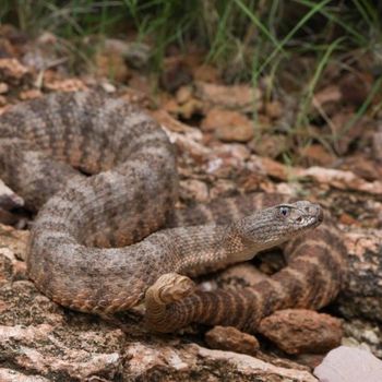 Adult Tiger Rattlesnake