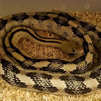 Adult Trans-Pecos Rat Snake