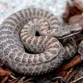 Adult Twin-Spotted Rattlesnake