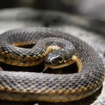 Adult Two-striped Garter Snake