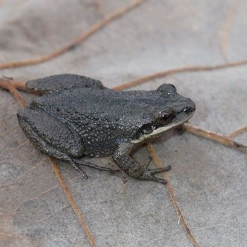 Adult Upland Chorus Frog