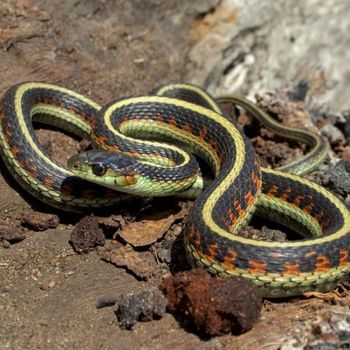 Adult Valley garter snake