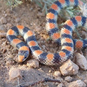 Adult Variable Ground Snake