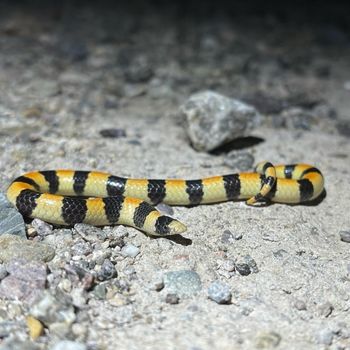 Adult Variable Sandsnake