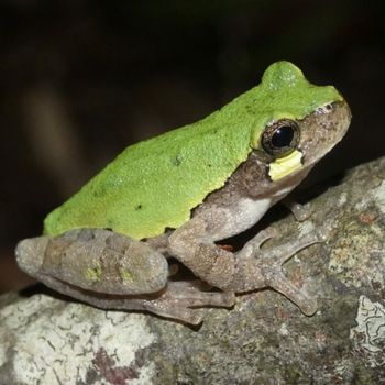 Adult Western Bird-voiced Tree Frog