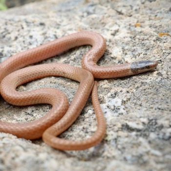 Adult Western Black-headed Snake