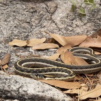 Adult Western Black-necked Garter Snake