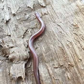 Adult Western Blind Snake