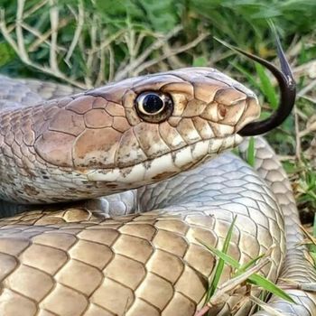 Adult Western Coachwhip