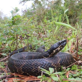 Adult Western Cottonmouth