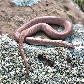 Adult Western Earth Snake