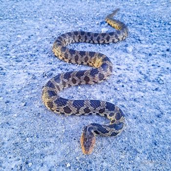 Adult Western Foxsnake