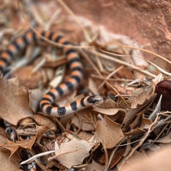 Adult Western Ground Snake