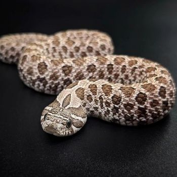 Adult Western Hognose Snake