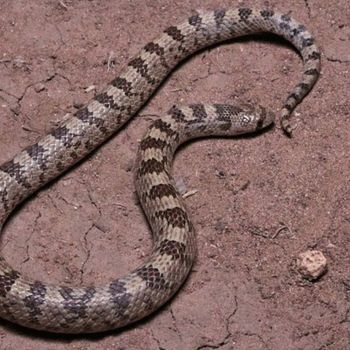 Adult Western Hooknose Snake