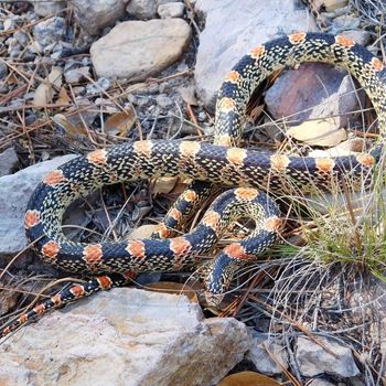 Adult Western Long-nosed Snake