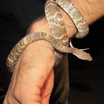 Adult Western Lyre Snake