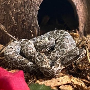 Adult Western Massasauga