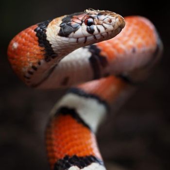 Adult Western Milksnake