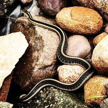 Adult Western Plains Garter Snake