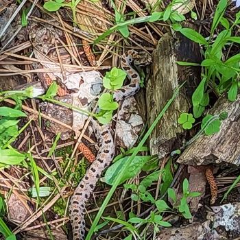 Adult Western Pygmy Rattlesnake