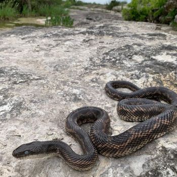 Adult Western Rat Snake