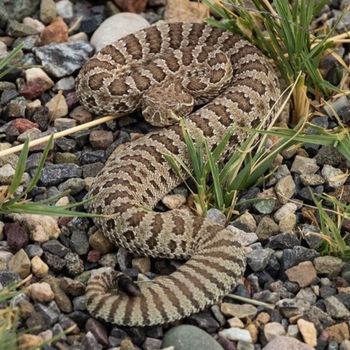 Adult Western Rattlesnake