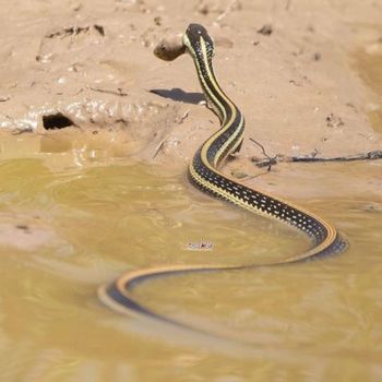 Adult Western Ribbonsnake