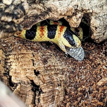 Adult Western Shovelnose Snake