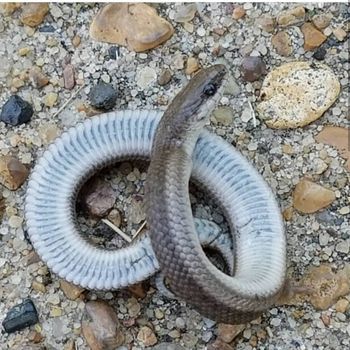 Adult Western Smooth Earth Snake