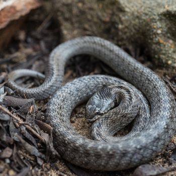 Adult Western Smooth Snake